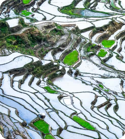 Banaue rice terraces